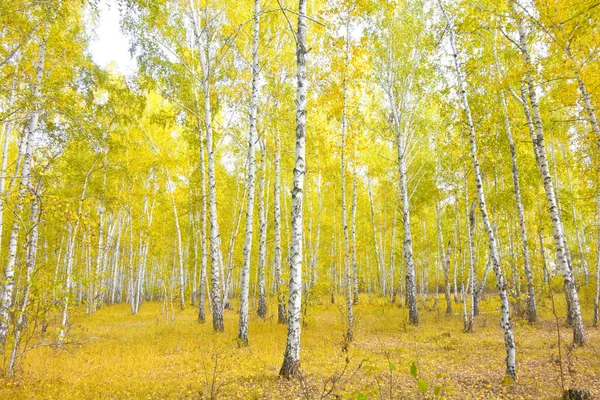 Golden Autumn Birch Forest — Stock Photo, Image