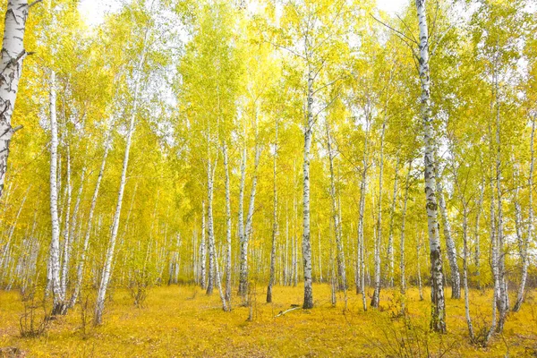 Zlatý Podzimní Březový Les — Stock fotografie