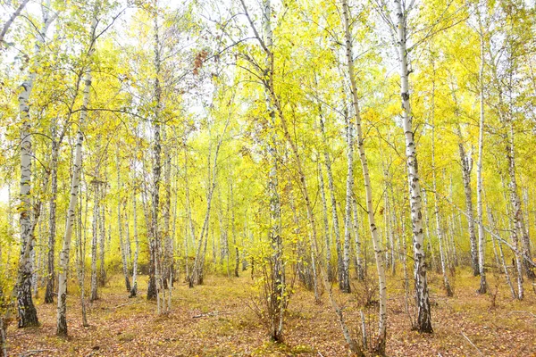 Otoño Dorado Bosque Abedul — Foto de Stock