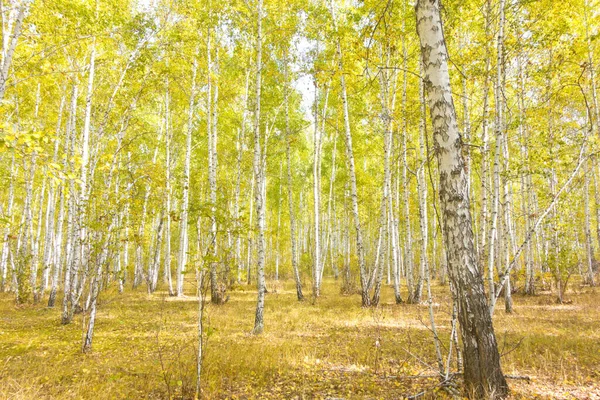 Złoty Jesienny Las Brzozowy — Zdjęcie stockowe