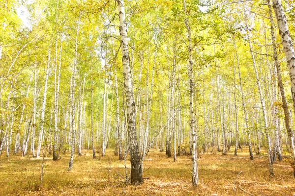 Golden Autumn Birch Forest — Stock Photo, Image
