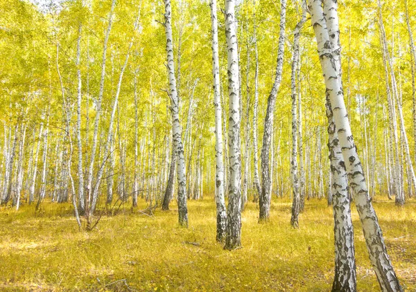 Golden Autumn Birch Forest — Stock Photo, Image