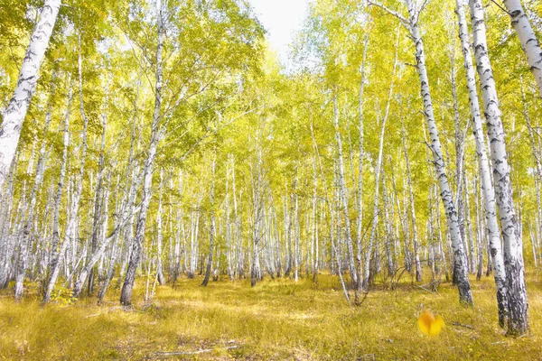Золотой Осенний Березовый Лес — стоковое фото