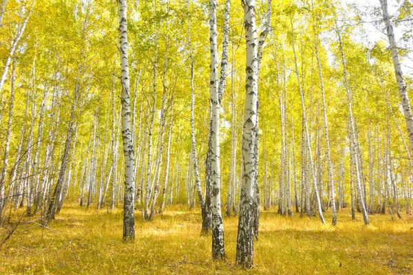Altın Sonbahar Huş Ağacı Ormanı — Stok fotoğraf