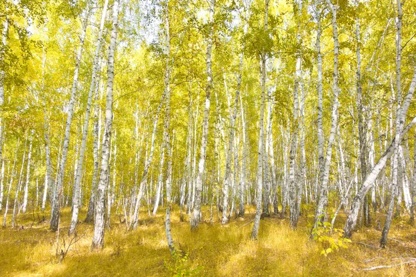 Altın Sonbahar Huş Ağacı Ormanı — Stok fotoğraf