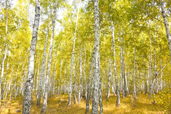 Otoño Dorado Bosque Abedul — Foto de Stock