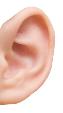 Beyaz arkaplanda izole edilmiş kulak