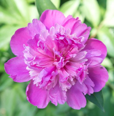 Güzel şakayığın yakın plan çekimi.