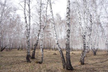 Yıllık bahar huş ağacı ormanı