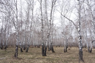 Yıllık bahar huş ağacı ormanı