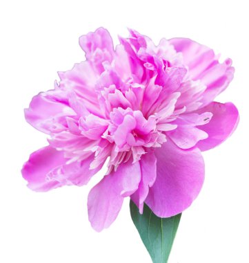 Pembe şakayık beyaz arkaplanda izole edilmiş