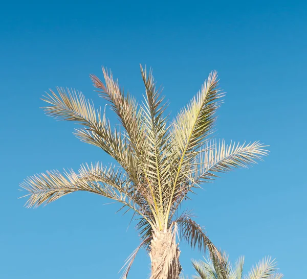 Palma Contra Céu Azul — Fotografia de Stock