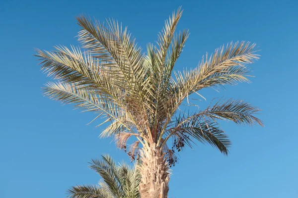 Palma Contra Céu Azul — Fotografia de Stock