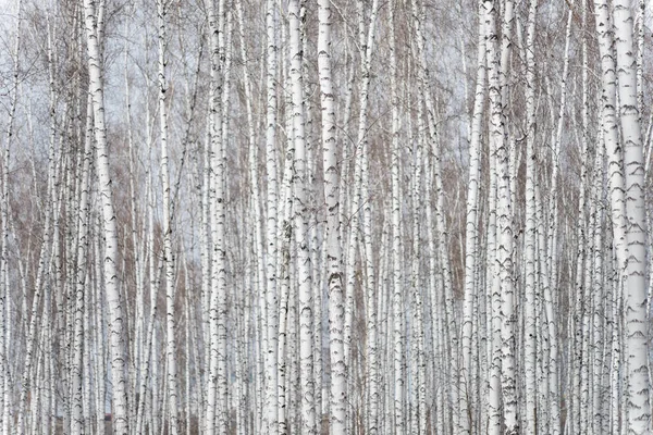 Årlig Björkskog — Stockfoto