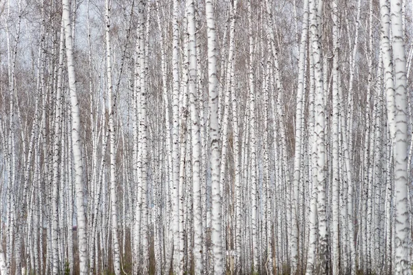 Ročně Jarní Březový Les — Stock fotografie