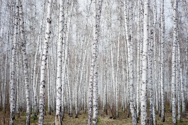 Forêt Annuelle Bouleaux Printaniers — Photo