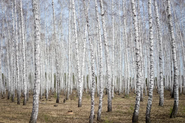 Årlig Björkskog — Stockfoto