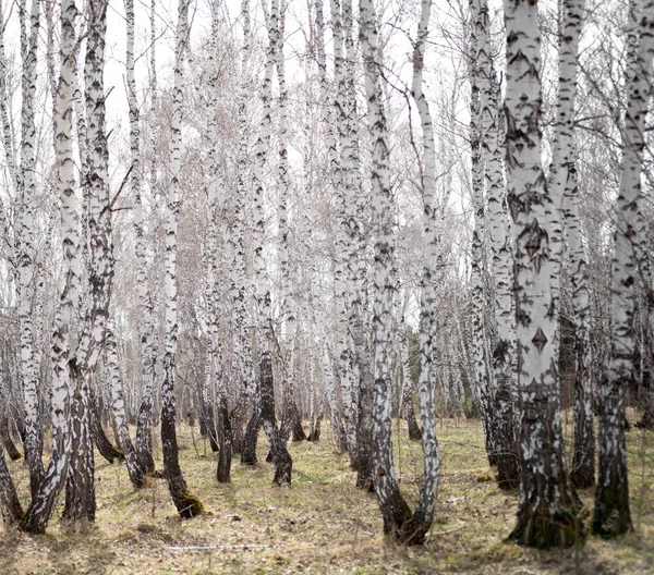 Ετήσιο Δάσος Σημύδας Άνοιξη — Φωτογραφία Αρχείου