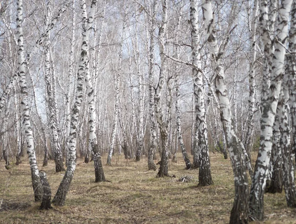 Yıllık Bahar Huş Ağacı Ormanı — Stok fotoğraf