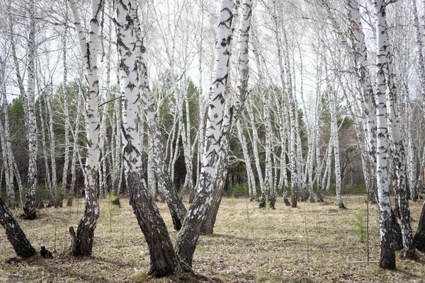 毎年春の白樺林 — ストック写真