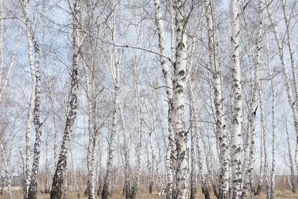 Forêt Annuelle Bouleaux Printaniers — Photo