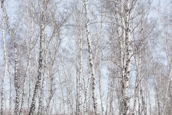 每年春天的桦树林 — 图库照片