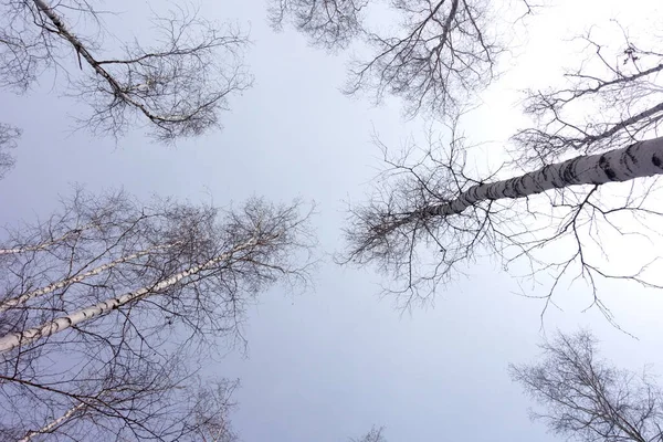 Träd Mot Blå Himmel — Stockfoto