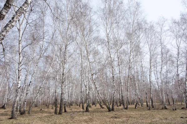 Bosque Anual Abedul Primavera — Foto de Stock