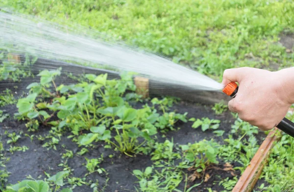 ホースで庭に水をやる — ストック写真