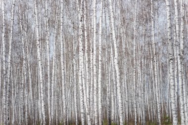 Yıllık bahar huş ağacı ormanı