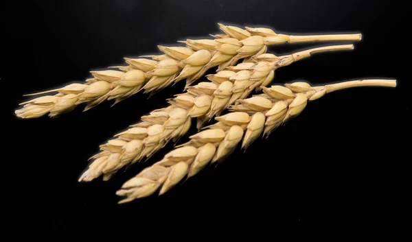 Zlatá Pšenice Černém Pozadí — Stock fotografie