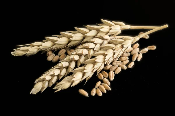 Pšeničné Uši Zrno Černém Pozadí — Stock fotografie