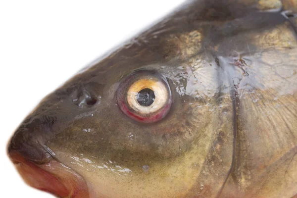 Tête Poisson Sur Fond Blanc — Photo