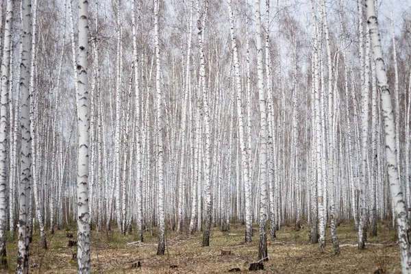 Årlig Björkskog — Stockfoto