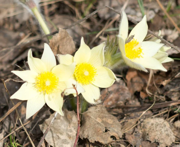 Nahaufnahme Von Hexenschuss Blumen — Stockfoto