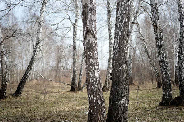 Yearly Spring Birch Forest — Stock Photo, Image