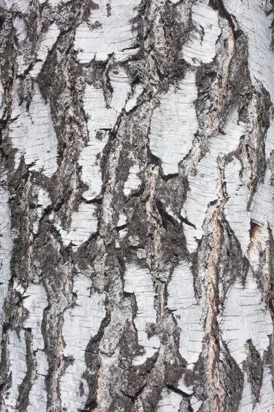 Birch Bark Background — Stock Photo, Image