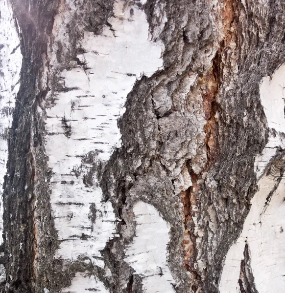 Birch Bark Background — Stock Photo, Image