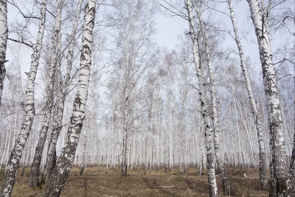 Årlig Björkskog — Stockfoto