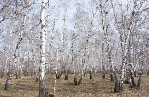 Yearly Spring Birch Forest — Stock Photo, Image