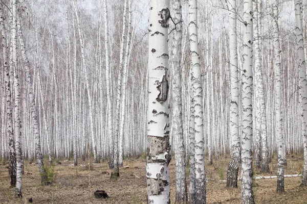 Årlig Björkskog — Stockfoto