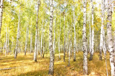 Altın sonbahar huş ağacı ormanı