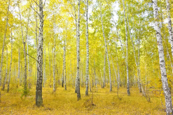 황금빛 자작나무 — 스톡 사진