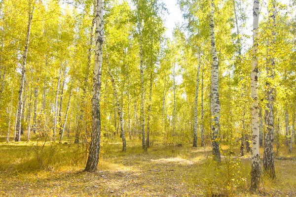 Goldener Birkenwald Herbst — Stockfoto