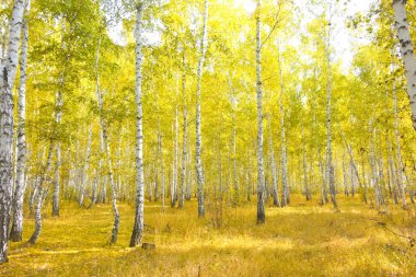 Altın sonbahar huş ağacı ormanı