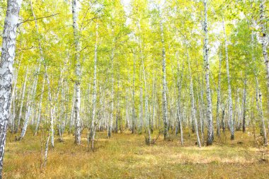 Güzel sonbahar huş ağacı ormanı