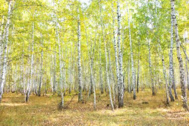 Güzel sonbahar huş ağacı ormanı