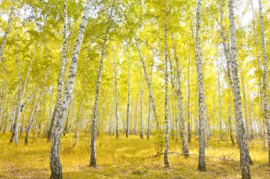 Güzel sonbahar huş ağacı ormanı