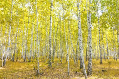 Güzel sonbahar huş ağacı ormanı