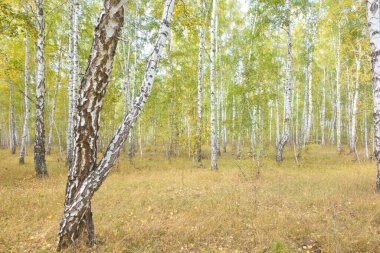 Güzel sonbahar huş ağacı ormanı